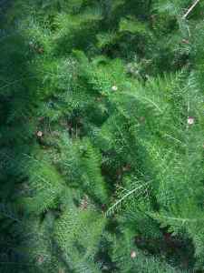 ferns | Copyright Patricia Belleno