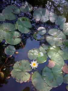 lily pond