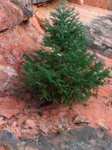 pine tree on red rocks | Copyright Patricia Belleno