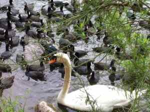 white swan with geese