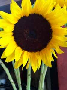 sunflower | Copyright 2016 Patricia Belleno