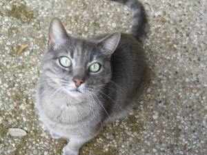 Gray Cat | Copyright Patricia Belleno