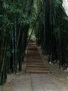 bamboo along path | Copyright 2016 Patricia Belleno