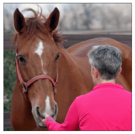 horse with woman in pink jacket